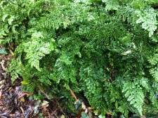 Adiantum venustum