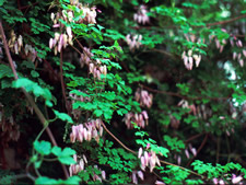 Adlumia fungosa
