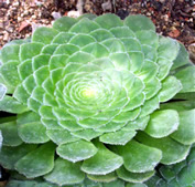 Aeonium tabuliforme
