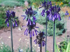 Agapanthus inapertus