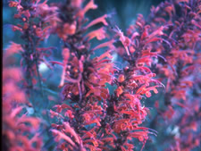 Agastache ex 'Painted Lady'