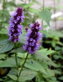 Agastache foeniculum 'Black Adder'