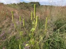 Agastache nepetoides
