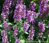 Agastache 'Rose Mint'