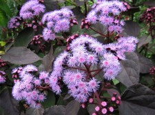 Ageratum corymbosum