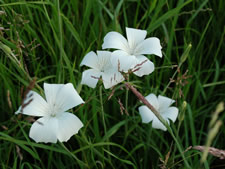 Agrostemma 'Ocean Pearl'