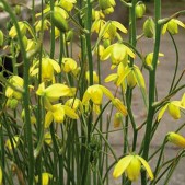 Albuca shawii