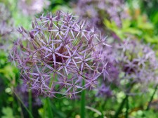 Allium cristophii AGM