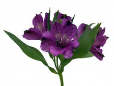 Alstroemeria Inca 'Noble'