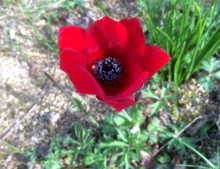 Anemone pavonina red