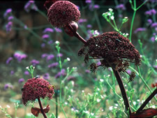 Angelica gigas
