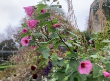 Anisodontea capensis 'El Rayo'