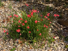 Anomatheca laxa