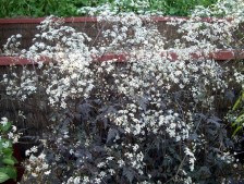 Anthriscus sylvestris 'Ravenswing'