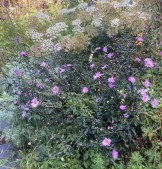 Aster 'Glow in the Dark'