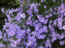Aster 'Little Carlow'