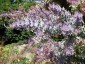 Acacia baileyana 'Purpurea' - small image 1