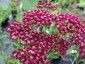 Achillea millefolium 'Cassis' - small image 1