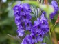 Aconitum carmichaelii 'Arendsii' - small image 1