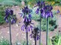 Agapanthus inapertus - small image 1