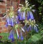 Agapanthus inapertus 'Icicle' - small image 1
