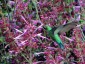 Agastache 'Bolero' - small image 1
