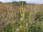 Agastache nepetoides - small image 1