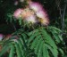 Albizia julibrissin - small image 1
