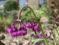 Allium cernuum AGM - small image 1