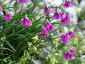 Allium insubricum AGM - small image 1