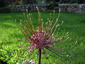 Allium schubertii - small image 1