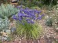 Allium sikkimense - small image 1