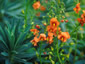 Alonsoa 'Bright Spark' - small image 1