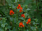 Alonsoa incisifolia - small image 1