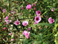 Althaea cannabina - small image 1