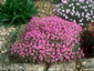Alyssum spinosum var. roseum AGM - small image 1