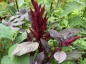 Amaranthus 'Red Spike' AGM - small image 1