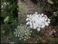 Ammi majus - small image 1