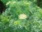 Ammi visnaga - small image 1