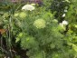 Ammi visnaga 'Green Mist' - small image 1