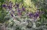 Amorpha canescens - small image 1