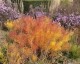 Amsonia hubrichtii - small image 1