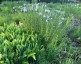 Amsonia illustris - small image 1