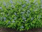 Amsonia tabernaemontana salicifolia - small image 1