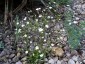 Androsace septentrionalis - small image 1
