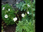 Anemone leveillii - small image 1