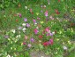 Anemone pavonina mixed from Cedric Morris - small image 1