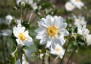 Anemone 'Whirlwind' - small image 1