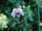 Anemonopsis macrophylla - small image 1