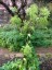 Angelica archangelica - small image 1